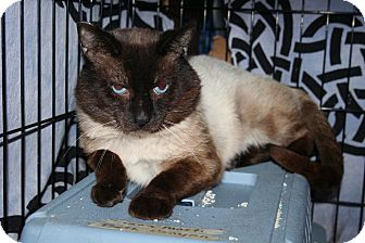 Siamese Cat for Sale in SantaRosa, California - FIV Siamese Siamese Cat for Sale in SantaRosa, California - FIV Siamese