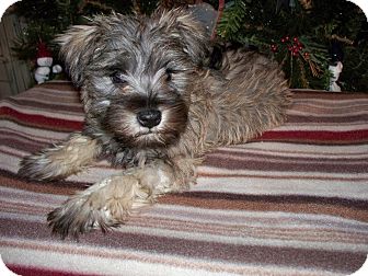 Schnauzer (Miniature) Mix Puppy for Sale in Boise, Idaho - Timmy Schnauzer (Miniature) Mix Puppy for Sale in Boise, Idaho - Timmy