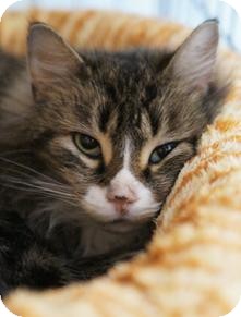 Domestic Mediumhair Cat for Sale in Medford, Massachusetts - Eliza Domestic Mediumhair Cat for Sale in Medford, Massachusetts - Eliza