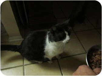 Domestic Shorthair Cat for Sale in Phoenix, Arizona - Bandit Domestic Shorthair Cat for Sale in Phoenix, Arizona - Bandit