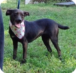 Manchester Terrier/Terrier (Unknown Type, Small) Mix Dog for Sale in Allentown, Pennsylvania - Faith ($200 Fee) Manchester Terrier/Terrier (Unknown Type, Small) Mix Dog for Sale in Allentown, Pennsylvania - Faith ($200 Fee)