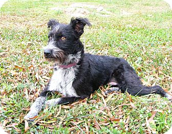 Border Collie Schnauzer