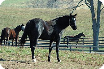Quarterhorse Mix for Sale in Nicholasville, Kentucky - Orphan Annie Quarterhorse Mix for Sale in Nicholasville, Kentucky - Orphan Annie