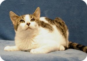 Domestic Shorthair Cat for Sale in Sacramento, California - Emma Domestic Shorthair Cat for Sale in Sacramento, California - Emma