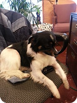 Papillon/Chihuahua Mix Dog for Sale in Brattleboro, Vermont - PePe' $100 off Papillon/Chihuahua Mix Dog for Sale in Brattleboro, Vermont - PePe' $100 off
