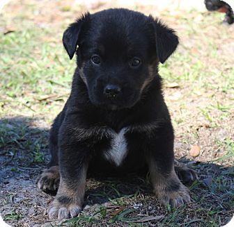 Shepherd (Unknown Type) Mix Puppy for Sale in Oldsmar, Florida - PUNKITY Shepherd (Unknown Type) Mix Puppy for Sale in Oldsmar, Florida - PUNKITY