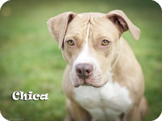Pit Bull Terrier Mix Dog for Sale in Hamilton, Montana - Chica Pit Bull Terrier Mix Dog for Sale in Hamilton, Montana - Chica