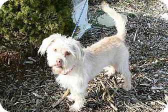 Shih Tzu/Terrier (Unknown Type, Medium) Mix Dog for Sale in Ridgely, Maryland - Paris Shih Tzu/Terrier (Unknown Type, Medium) Mix Dog for Sale in Ridgely, Maryland - Paris