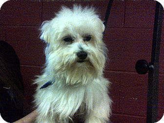 Maltese Dog for Sale in Hazard, Kentucky - Monroe Maltese Dog for Sale in Hazard, Kentucky - Monroe