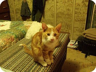 Domestic Shorthair Kitten for Sale in Emsdale (Huntsville), Ontario - Gingersnap - Born in May! Domestic Shorthair Kitten for Sale in Emsdale (Huntsville), Ontario - Gingersnap - Born in May!