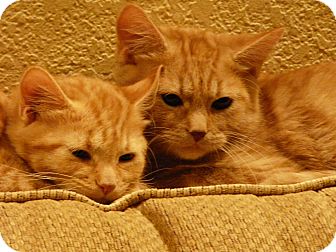 Domestic Mediumhair Kitten for Sale in Mesa, Arizona - Aslan Domestic Mediumhair Kitten for Sale in Mesa, Arizona - Aslan