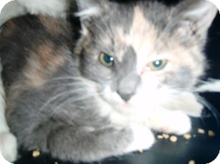 Domestic Shorthair Kitten for Sale in Pasadena, California - Tinkerbelle Domestic Shorthair Kitten for Sale in Pasadena, California - Tinkerbelle