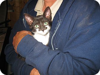 American Shorthair Kitten for Sale in Largo, Florida - Giblet American Shorthair Kitten for Sale in Largo, Florida - Giblet
