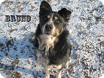 Rottweiler/Australian Cattle Dog Mix Dog for Sale in Hamilton, Montana - Bruno Rottweiler/Australian Cattle Dog Mix Dog for Sale in Hamilton, Montana - Bruno