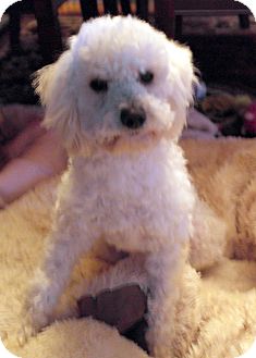 Poodle (Miniature) Mix Dog for Sale in Thousand Oaks, California - Jethro Poodle (Miniature) Mix Dog for Sale in Thousand Oaks, California - Jethro