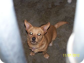 Cairn Terrier/Corgi Mix Puppy for Sale in Seattle, Washington - Dixie Cairn Terrier/Corgi Mix Puppy for Sale in Seattle, Washington - Dixie
