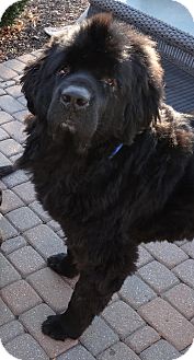 Newfoundland Dog for Sale in Bartlett, Illinois - Tonka Newfoundland Dog for Sale in Bartlett, Illinois - Tonka