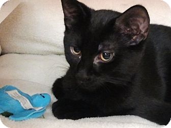 Domestic Shorthair Cat for Sale in Little Falls, New Jersey - Fred (KL) Domestic Shorthair Cat for Sale in Little Falls, New Jersey - Fred (KL)