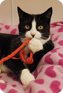 Domestic Shorthair Cat for Sale in Colorado Springs, Colorado - Panda Domestic Shorthair Cat for Sale in Colorado Springs, Colorado - Panda