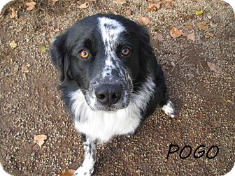 Springer Spaniel/Rottweiler Mix Dog for Sale in Hamilton, Montana - Pogo Springer Spaniel/Rottweiler Mix Dog for Sale in Hamilton, Montana - Pogo