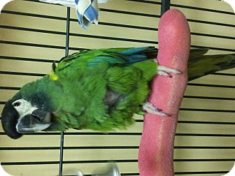 Macaw for Sale in Punta Gorda, Florida - Vaca Macaw for Sale in Punta Gorda, Florida - Vaca