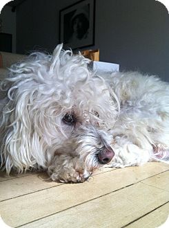 Bichon Frise/Poodle (Miniature) Mix Dog for Sale in Los Angeles, California - *** Courtesy Post*** (Buddy) Bichon Frise/Poodle (Miniature) Mix Dog for Sale in Los Angeles, California - *** Courtesy Post*** (Buddy)