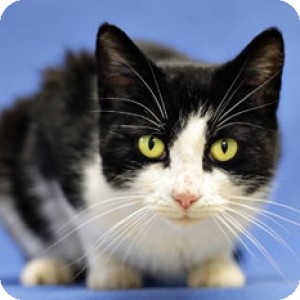 Domestic Shorthair Cat for Sale in Athens, Georgia - Lacy Domestic Shorthair Cat for Sale in Athens, Georgia - Lacy
