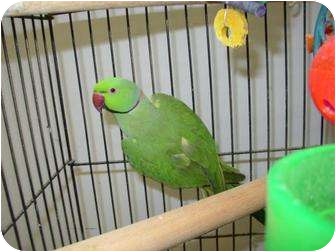 Ringneck for Sale in Mantua, Ohio - PACO Ringneck for Sale in Mantua, Ohio - PACO