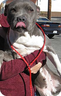 American Pit Bull Terrier Mix Dog for Sale in San Diego, California - Elphie American Pit Bull Terrier Mix Dog for Sale in San Diego, California - Elphie