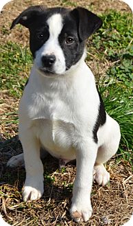 Labrador Retriever/Border Collie Mix Puppy for Sale in Washington, D.C. - Spencer Labrador Retriever/Border Collie Mix Puppy for Sale in Washington, D.C. - Spencer