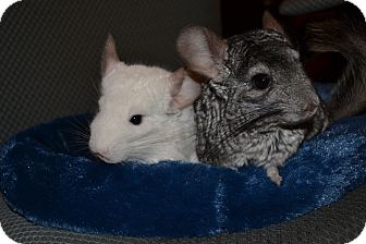 Chinchilla for Sale in Selden, New York - Pete Chinchilla for Sale in Selden, New York - Pete