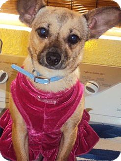 Chihuahua/Terrier (Unknown Type, Small) Mix Puppy for Sale in San Diego, California - Abby Chihuahua/Terrier (Unknown Type, Small) Mix Puppy for Sale in San Diego, California - Abby
