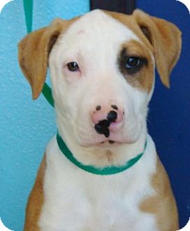 American Pit Bull Terrier Mix Dog for Sale in Red Bluff, California - Nelly American Pit Bull Terrier Mix Dog for Sale in Red Bluff, California - Nelly