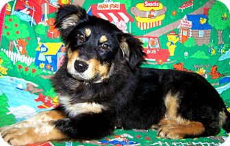 Australian Shepherd Mix Puppy for Sale in Sherman, Connecticut - Dottie Betty's Dog Australian Shepherd Mix Puppy for Sale in Sherman, Connecticut - Dottie Betty's Dog