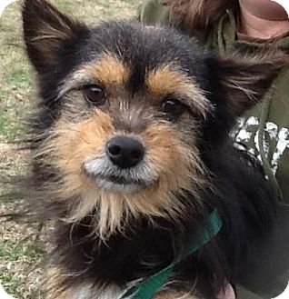 Yorkie, Yorkshire Terrier Mix Dog for Sale in Brattleboro, Vermont - Radar (reduced $350) Yorkie, Yorkshire Terrier Mix Dog for Sale in Brattleboro, Vermont - Radar (reduced $350)