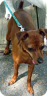 Miniature Pinscher Mix Dog for Sale in Sherman, Connecticut - Maddie Betty's Dog Miniature Pinscher Mix Dog for Sale in Sherman, Connecticut - Maddie Betty's Dog