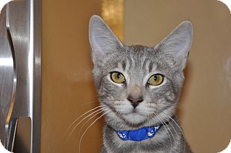 Domestic Shorthair Kitten for Sale in Foothill Ranch, California - Kirby Domestic Shorthair Kitten for Sale in Foothill Ranch, California - Kirby