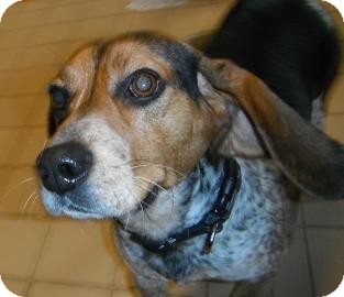 Beagle Mix Dog for Sale in Jackson, Michigan - Lucky Beagle Mix Dog for Sale in Jackson, Michigan - Lucky