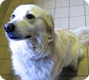 American Eskimo Dog Mix Dog for Sale in Jackson, Michigan - Scout American Eskimo Dog Mix Dog for Sale in Jackson, Michigan - Scout