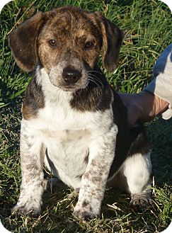 Beagle Mix Puppy for Sale in Glastonbury, Connecticut - Honey Bear~meet me!~ Beagle Mix Puppy for Sale in Glastonbury, Connecticut - Honey Bear~meet me!~