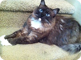 Ragdoll Cat for Sale in Gilbert, Arizona - Coco Ragdoll Cat for Sale in Gilbert, Arizona - Coco