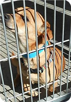 Chihuahua Mix Dog for Sale in Chandler, Arizona - Benny Chihuahua Mix Dog for Sale in Chandler, Arizona - Benny