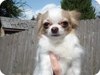 Chihuahua Dog for Sale in Clear Lake, Washington - PNut Chihuahua Dog for Sale in Clear Lake, Washington - PNut