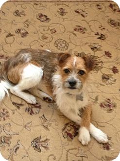 Terrier (Unknown Type, Small) Mix Dog for Sale in Norwalk, Connecticut - Chadwick - adoption pending Terrier (Unknown Type, Small) Mix Dog for Sale in Norwalk, Connecticut - Chadwick - adoption pending