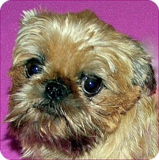 Brussels Griffon Dog for Sale in Burneyville, Oklahoma - ABBY - ADOPTION PENDING Brussels Griffon Dog for Sale in Burneyville, Oklahoma - ABBY - ADOPTION PENDING