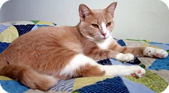 Domestic Mediumhair Cat for Sale in Alexandria, Virginia - Sandie Domestic Mediumhair Cat for Sale in Alexandria, Virginia - Sandie