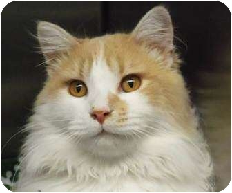 Ragdoll Cat for Sale in Beverly Hills, California - Tommy Ragdoll Cat for Sale in Beverly Hills, California - Tommy