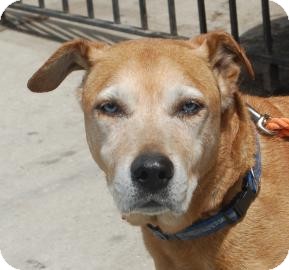 German Shepherd Dog/Labrador Retriever Mix Dog for Sale in Brooklyn, New York - Trivette German Shepherd Dog/Labrador Retriever Mix Dog for Sale in Brooklyn, New York - Trivette