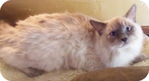Ragdoll Kitten for Sale in Ennis, Texas - North Ragdoll Kitten for Sale in Ennis, Texas - North