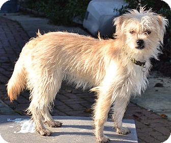 Shih Tzu/Terrier (Unknown Type, Small) Mix Puppy for Sale in Simi Valley, California - Millie Shih Tzu/Terrier (Unknown Type, Small) Mix Puppy for Sale in Simi Valley, California - Millie